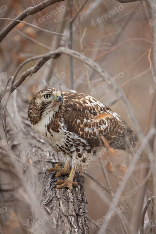 Preview: Red-Tailed Hawk Bosque Del Apache National Wildlife Refuge New Mexico