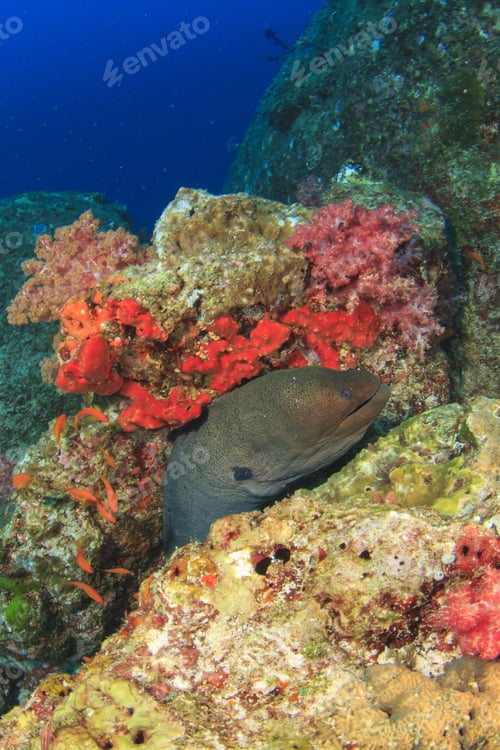 Preview: Giant Moray Eel