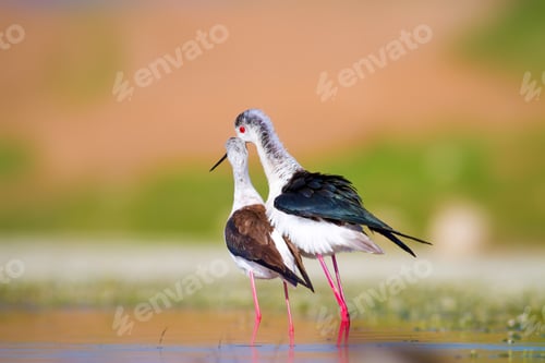Preview: Cute Long Legged Birds. Bird Mating. Colorful Nature Background.