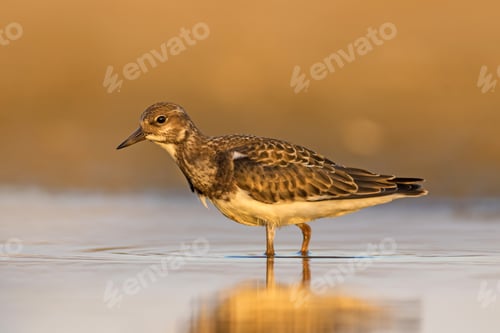 Preview: Water Bird. Blue Yellow Nature Background. Bird: Ruddy Turnstone.