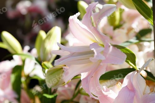 Preview: A Group Of Lilies (Lat. Lílium). Flowering Lilies In The Summer Garden. Floral Background.