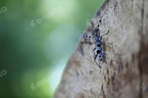 Preview: Rosalia Longicorn (Rosalia Alpina) Or Alpine Longhorn Beetle Swabian Jura Germany