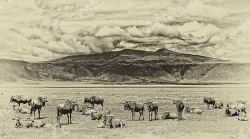 Preview: Vintage Style Black And White Image Of Wildebeests In The Ngorongoro Crater, Tanzania