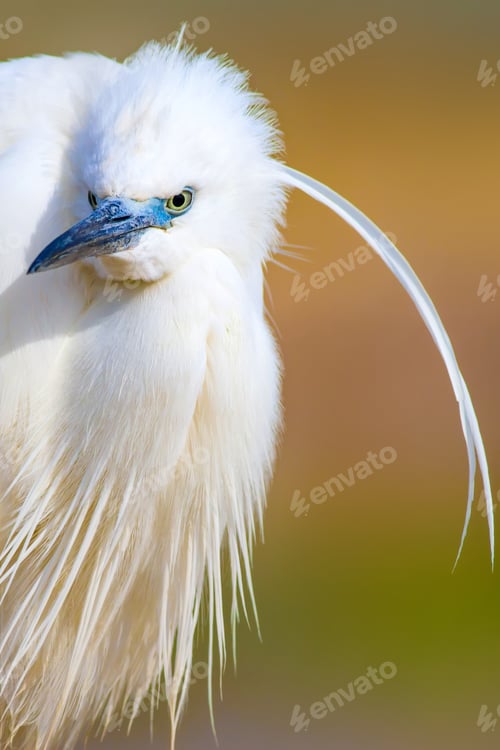 Preview: Cute White Bird. Heron. Nature Background.