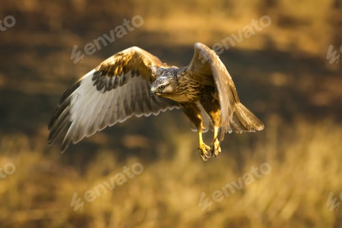Preview: Bird Of Prey. Flying Buzzard. Yellow Nature Habitat Background. Bird: Long Legged Buzzard. Buteo