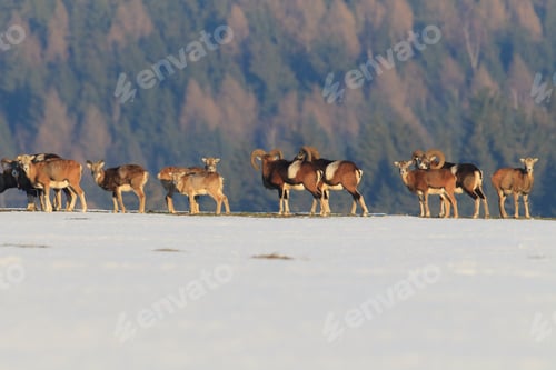 Preview: European Mouflon ( Ovis Orientalis ) On The Grassland/Wild Animal In The Nature Habitat, Saxony