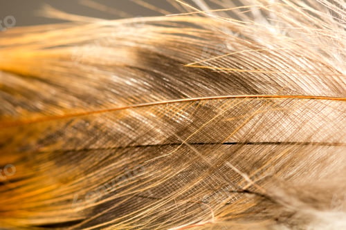 Preview: Colorful Rooster Feather With Details And Reflexions
