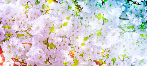 Preview: Blossoming Branch Cherry. Bright Colorful Spring Flowers. Beautiful Nature Scene