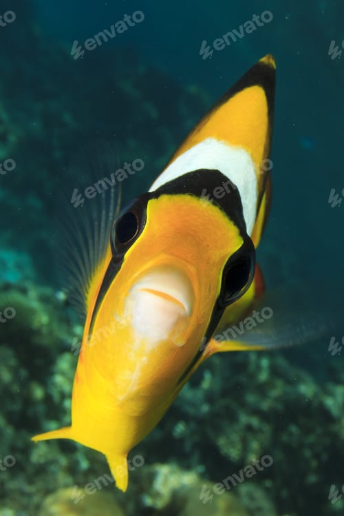 Preview: Fish Face: Raccoon Butterflyfish