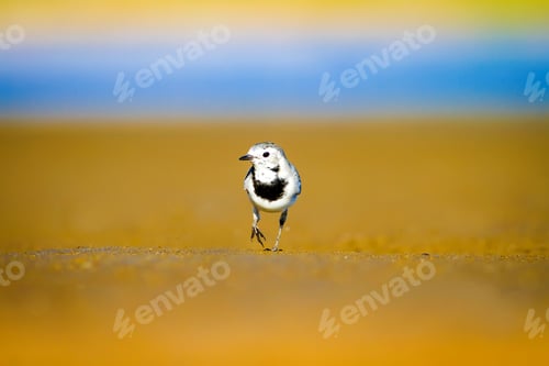 Preview: Cute Bird. Black White Little Bird. Yellow, Blue Nature Background. White Wagtail / Motacilla Alba
