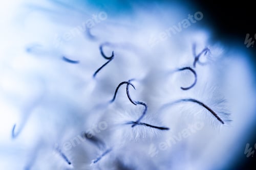 Preview: Abstract Composition With Dried Clematis Seeds And Light