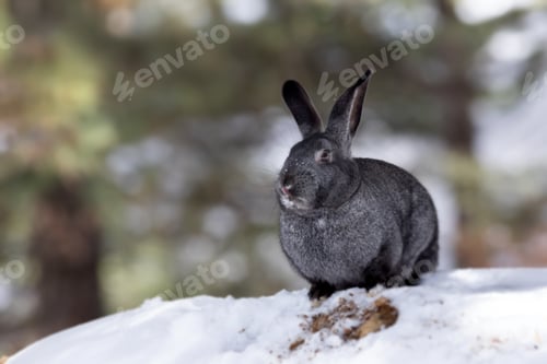 Preview: Rabbit. Winter Forest Nature Background.