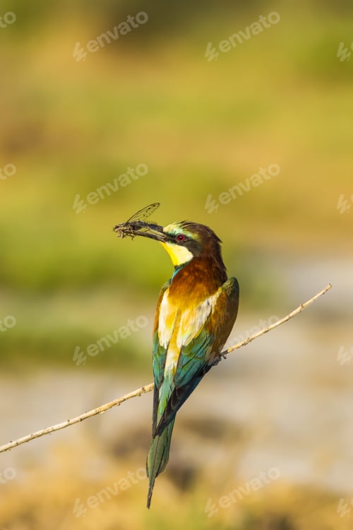 Preview: Colorful Bird And Its Hunt. Green Yellow Nature Background. Bird: European Bee Eater. Merops