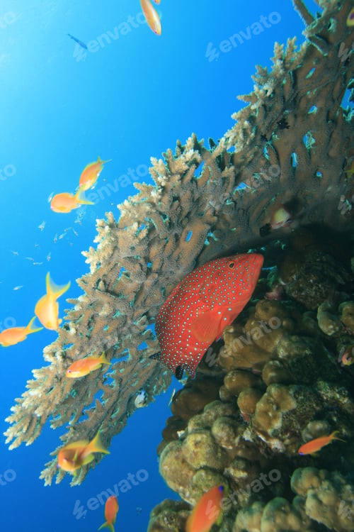 Preview: Coral Grouper Under Acropora Table Coral