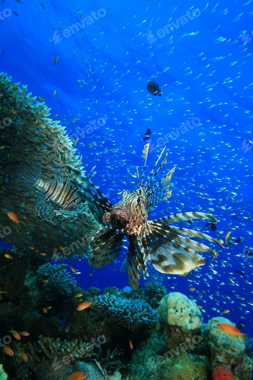 Preview: Hunting Lionfish