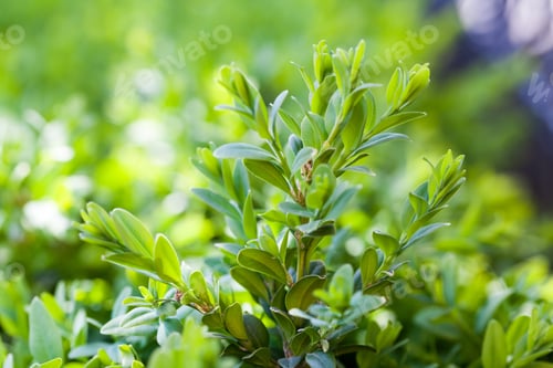 Preview: Buxus Sempervirens Bush - Macro Details With Soft Focus