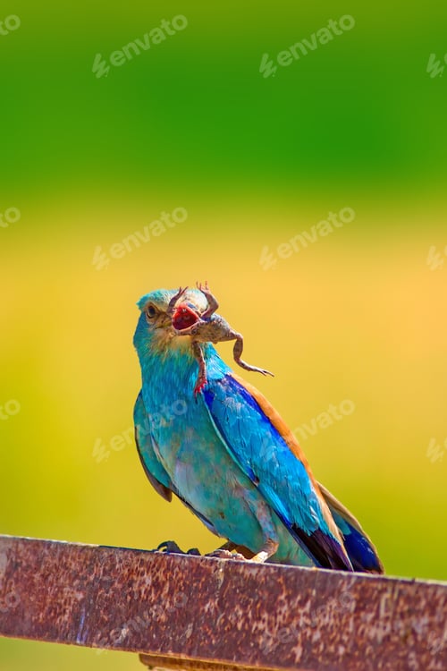 Preview: Colorful Bird Hunting. Yellow, Green Nature Background.