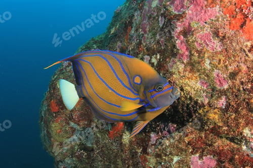 Preview: Ring Angelfish