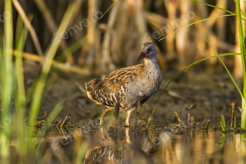 Preview: Bird In Nature. Nature Background. Bird: Water Rail. Rallus Aquaticus.