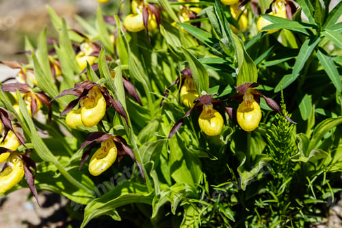 Vista previa: Pink And Yellow Venus Slipper Orchids, Cypripedioideae Flower In The Garden