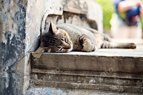 Preview: Lazy Cat In Thai Temple In Bangkok, Thailand
