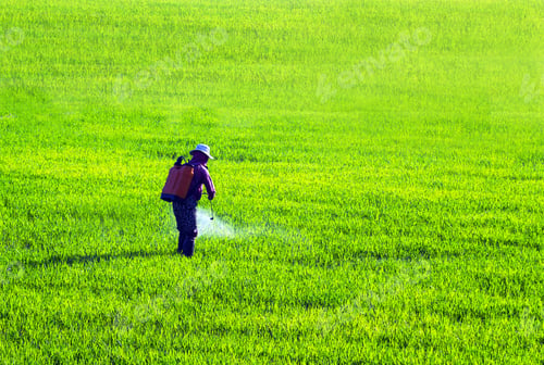 Preview: Farmer Spraying Processing Rice Field