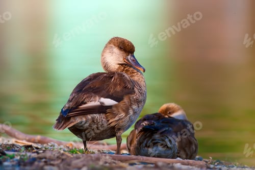 Preview: Duck. Nature Background. Red Crested Pochard Netta Rufina.