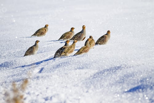 Preview: Partridges. White Snow Background. Bird: Grey Partridge. Perdix Perdix.