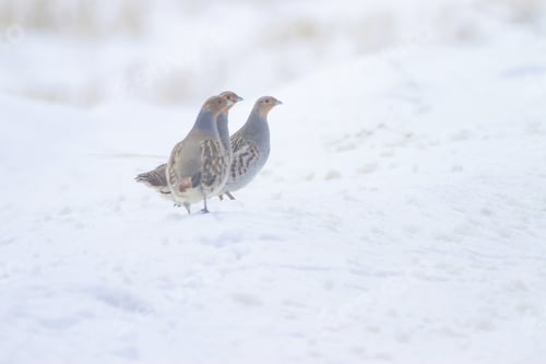 Preview: Winter And Partridges. White Snow Background. Bird: Grey Partridge. Perdix Perdix.