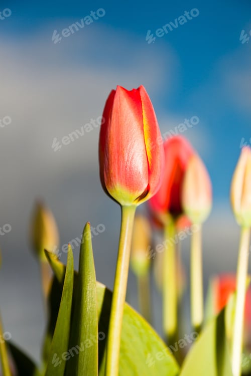 Preview: Beautiful Field Of Red Yellow Tulips With Blue Cloudy Sky. Holland.