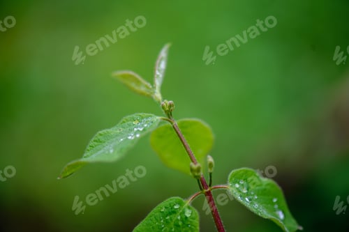 Preview: Green Spring Foliage Macro Close Up In Nature. Textured Background Image, Blur Background