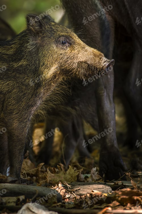 Preview: Baby Wild Boar. Forest Nature Background.
