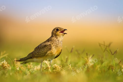 Preview: Cute Bird. Colorful Nature Background. Collared Pratincole / Glareola Pratincola