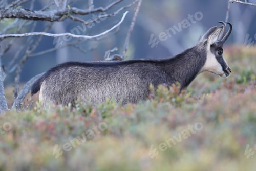 Preview: Chamois (Rupicapra Rupicapra) Vosges Mountains, France