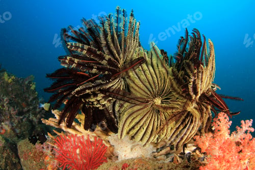 Preview: Featherstars On Coral Reef
