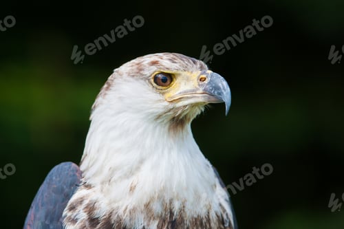 Preview: African Fish Eagle (Haliaeetus Vocifer)