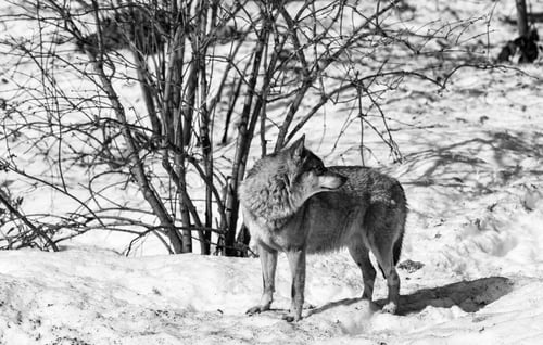 Preview: Wolf In The Bavarian Forest National Park, Bavaria, Germany