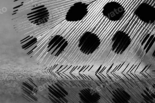 Preview: Guinea Hen Feather With Light Grey Background