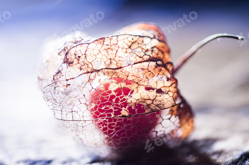 Preview: Physalis Alkekengi - Dried Fruit Abstract And Beautiful Filigree Texture