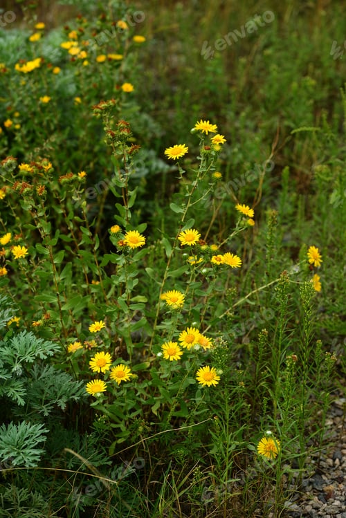 Preview: Grindelia Squarrosa (Curly-Cup Gumweed) In Natural Habitat