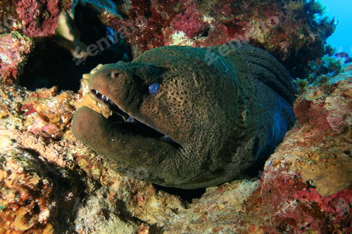 Preview: Giant Moray Eel (Gymnothorax Javanicus