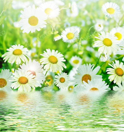 Preview: Summer. Background Of Flowers.