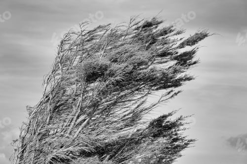 Preview: A Wind-Blown Pine Tree In High Contrast Monochrome.