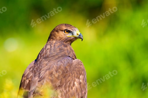 Preview: Bird Of Prey. Portrait Of Buzzard. Green Nature Background.