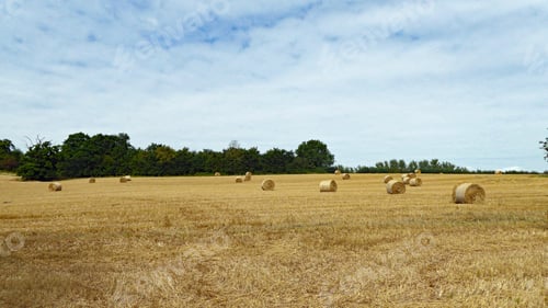 Preview: Straw Bales In A Summertime Field.