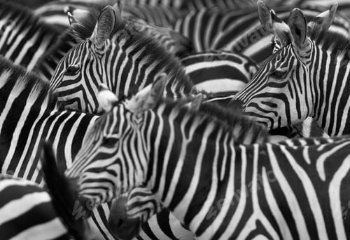 Preview: Stripes Pattern In Savannah, Masai Mara. Selective Focus On Back