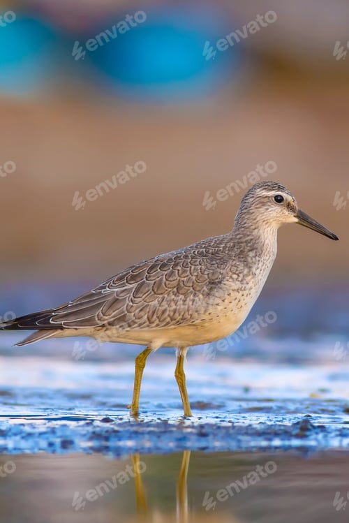 Preview: Water Bird And Habitat. Natural Background. Bird: Red Knot. Calidris Canutus.