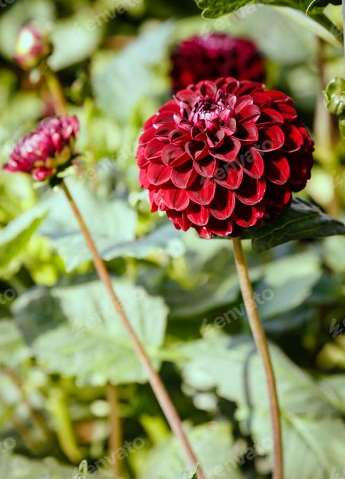 Preview: Beautiful Dahlias In The Autumn Garden. Flowers Dahlias In The Park Or Garden In Autumn.