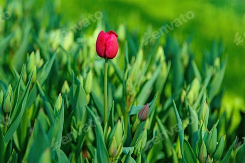 Preview: The Buds Of Red Tulips In Spring Garden. Blossoming Tulips