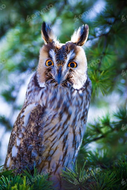 Preview: Forest And Owl. Green Pine Tree Background.